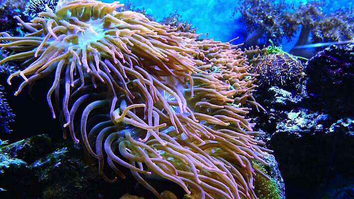 동물 야생동물 자연 왕관 어류 사람없음 환경 바닷속 수중 수영 광대 산호 산호초 닫기 다이빙 스쿠버다이빙 암초 수족관 해파리 깊이 이국적 포식 4K MP4 해외동영상 클립영상 모션 수중동물 수상스포츠 수중식물 자포동물 생태계 동영상 수중스포츠 파일형식