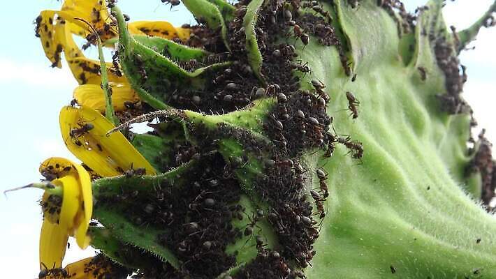 식물 줄기 곤충 백그라운드 잎 자연 초원 사람없음 야외 초록색 여름 정원 그룹 닫기 군중 수집 묘사 질감 개미 내추럴 찰과상 4K MP4 해외동영상 클립영상 동물 계절 컬러 모션 사람 상처 생태계 동영상 파일형식