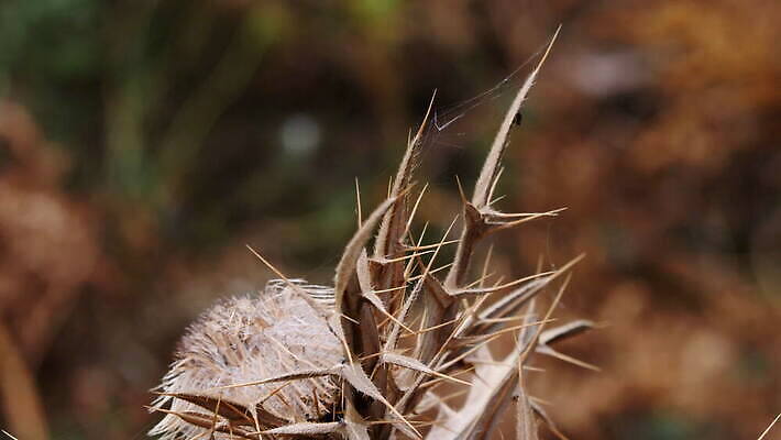 식물 꽃 줄기 분홍색 백그라운드 잎 패턴 밭 과일 자연 건조 씨앗 초원 사람없음 빨간색 초록색 여름 갈색 정원 보라색 봄 줄무늬 고통 회색 사막 가을 바늘 뜨거움 잡초 막대기 가시 닫기 허브 그네 날카로움 스파이크 내추럴 4K MOV 해외동영상 클립영상 계절 감정 컬러 무늬 농업 모션 도구 생태계 동영상 파일형식