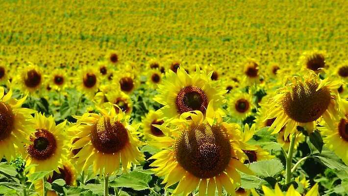 식물 꽃잎 꽃 꽃무늬 밭 농업 자연 하늘 해바라기 씨앗 풍경 사람없음 야외 초록색 파란색 농작물 컬러풀 노란색 맑음 벚꽃 시골 개화 기름 밭일 식용 우크라이나 4K MP4 해외동영상 클립영상 유럽 산업 음식 컬러 무늬 날씨 생태계 동영상 파일형식