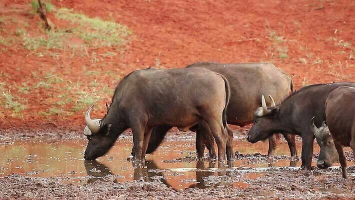동물 응시 음료 야생동물 포유류 모션 아프리카 자연 초식동물 국립공원 사람없음 야외 물 마시기 황무지 보호 갈증 사파리 클립 서식지 동영상 내추럴 경보 남아프리카 동물상 생태학 HD MOV 해외동영상 클립영상 자연요소 시선 공원 교육 나라 컨셉 조형물 생태계 파일형식