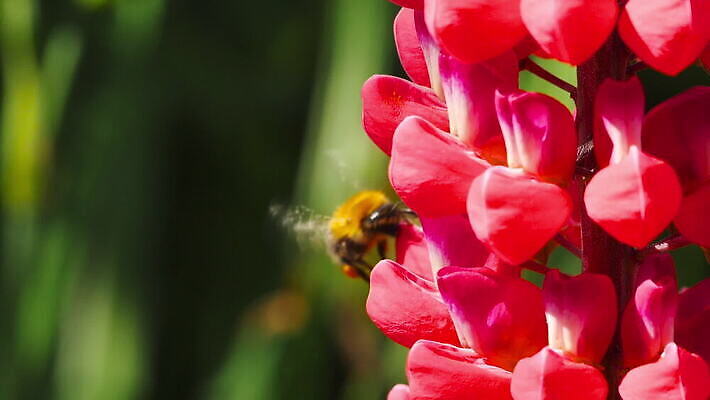 식물 동물 꽃 곤충 백그라운드 꽃무늬 자연 사람없음 초록색 보라색 봄 벚꽃 개화 수분 제비꽃 꽃가루 꿀 내추럴 호박벌 MOV 해외동영상 클립영상 계절 컬러 무늬 벌_곤충 가루 생태계 동영상 파일형식