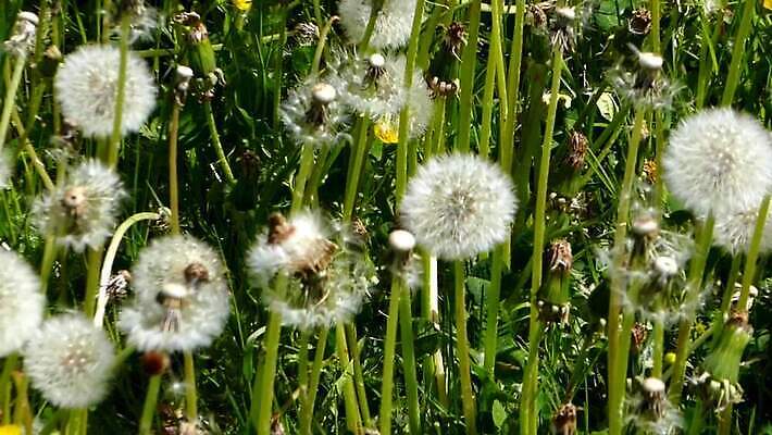 식물 계절 공원 꽃 백그라운드 밭 자연 하늘 파노라마 씨앗 사람없음 야외 초록색 햇빛 태양 노란색 환경 맑음 봄 흰색 시골 민들레 땅 추적 패닝샷 HD MP4 해외동영상 클립영상 자연요소 공공시설 컬러 농업 모션 날씨 촬영기법 생태계 동영상 파일형식