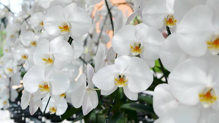 식물 계절 꽃잎 꽃 꽃다발 백그라운드 잎 꽃무늬 패턴 추상 사람없음 평화 정원 스파 침묵 봄 수확 성장 벚꽃 흰색 신선 난초 고급 우아함 소프트포커스 열대우림 허브 보케 향기 아로마 아로마테라피 이국적 카피스페이스 그리너리 4K MP4 해외동영상 클립영상 컬러 컨셉 무늬 농업 촬영기법 소리 공백 숲 냄새 테라피 동영상 파일형식 트랜드컬러