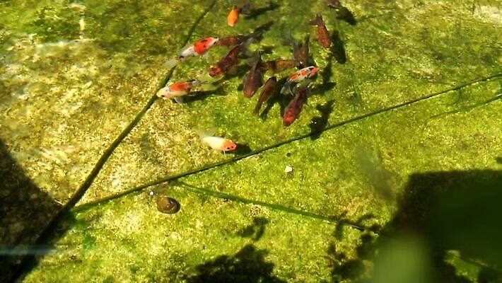 동물 호수 야생동물 컬러 오렌지 비즈니스 자연 휴식 어류 이끼 취미 사람없음 야외 장식 초록색 물 강 환경 정원 검은색 수영 흰색 연못 해조류 황금 정상 당구 무역 금붕어 내추럴 민물 생태학 MP4 해외동영상 클립영상 자연요소 교육 산업 컨셉 과일 구기 수중동물 수상스포츠 해양식물 생태계 동영상 파일형식