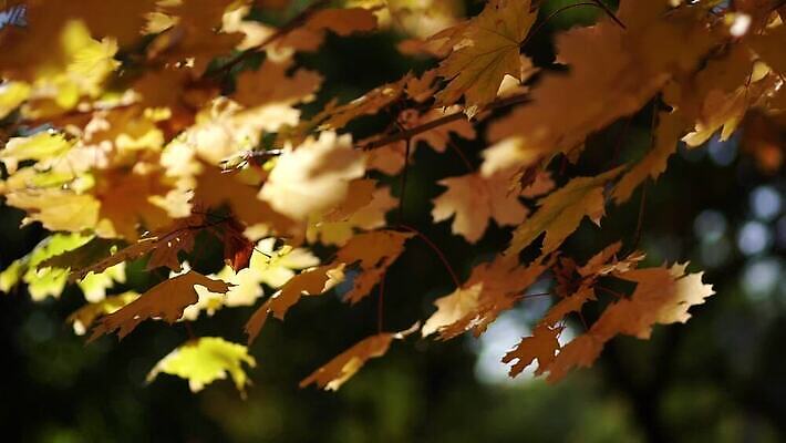 나무 식물 계절 공원 컬러 백그라운드 이동 단풍 잎 오렌지 모션 자연 바람 추상 풍경 사람없음 야외 빨간색 빛 햇빛 태양 노란색 일몰 산책 광선 가을 나뭇가지 신선 황금 저녁 숲 11월 명상 질감 보케 장면 나무껍질 10월 내추럴 블러 MOV 해외동영상 슬로모션 클립영상 자연요소 공공시설 컨셉 무늬 과일 날씨 휴식 촬영기법 노을 껍질 날짜 야간 생태계 동영상 파일형식