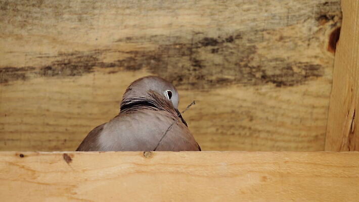 동물 1 유럽 야생동물 백그라운드 날개 자연 조류 종류 사람없음 야외 옆모습 초록색 뷰티 정원 검은색 회색 흰색 나뭇가지 닫기 깃털 싱글 비둘기 부리 동물상 유라시아 4K MOV 해외동영상 클립영상 나무 나라 아시아 뷰포인트 컬러 모션 조형물 생태계 동영상 파일형식