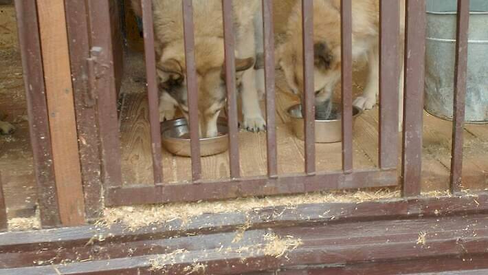 동물 자연 친절 주택 털 사랑 사람없음 야외 울타리 반려동물 갈색 구출 개 보호 먹기 배고픔 새장 송곳니 노숙자 4K MOV 해외동영상 클립영상 감정 컬러 컨셉 포유류 모션 건물 담장 도움 치아 생태계 동영상 케이지 파일형식