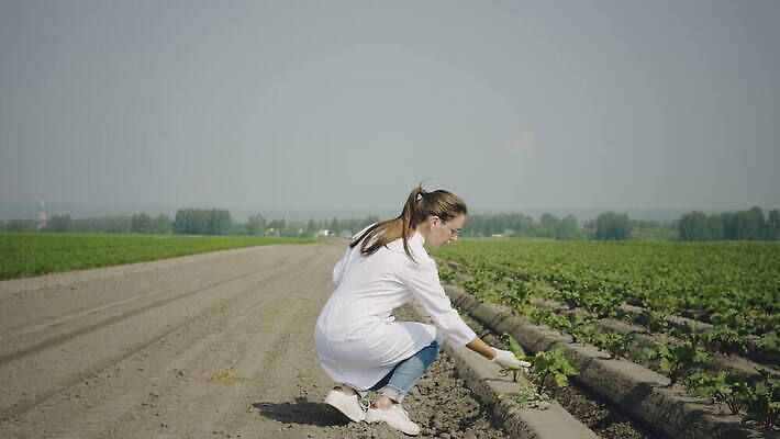 식물 백인 직업 계절 산업 과학 비즈니스 자연 한명 사람 야외 초록색 여름 환경 성장 시골 관찰 엔지니어 생명공학 연구원 과학자 공학 생태학 세련 4K MOV 해외동영상 클립영상 서양인 1 교육 컬러 의학 모션 기술자 생태계 동영상 학자 파일형식