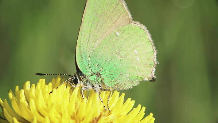 식물 동물 1 계절 꽃잎 꽃 야생동물 컬러 나비 곤충 꽃무늬 절지류 날개 자연 생물 무척추동물 안테나 초원 사람없음 야외 가로 초록색 햇빛 노란색 머리 환경 봄 들꽃 개화 작음 민들레 수집 먹기 묘사 생물학 변장 꿀 동물상 4K MOV 해외동영상 클립영상 교육 무늬 통신 모션 신체부위 태양 조형물 크기 생태계 동영상 파일형식