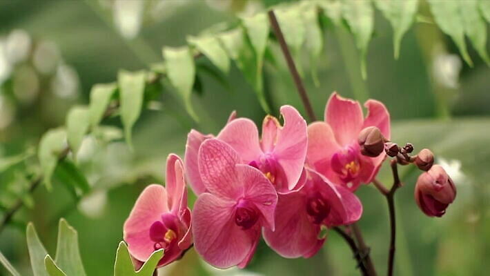 식물 동물 꽃잎 꽃 야생동물 컬러 나비 곤충 백그라운드 패턴 날개 오렌지 자연 날리기 초원 사람없음 여름 파란색 컬러풀 갈색 노란색 환경 정원 검은색 봄 줄무늬 벚꽃 가을 흰색 수집 내추럴 고립 MOV 해외동영상 클립영상 계절 무늬 과일 모션 생태계 동영상 파일형식