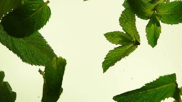 음료 음식 잎 재료 모션 유리 건강 요리 사람없음 옆모습 초록색 물 수중 거품 가을 신선 칵테일 항아리 투명 액체 던지기 닫기 차 떨어짐 빨래 냄비 컨테이너 찻주전자 민트 허브 순수 묘사 상쾌 함선 각도 느림 모히토 투입 MOV 해외동영상 클립영상 자연요소 식물 계절 감정 산업 뷰포인트 컬러 컨셉 가사 배_교통 재질 주전자 주류 도자기 솥 동영상 파일형식