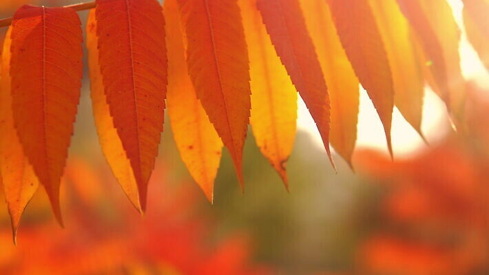 나무 식물 계절 공원 컬러 백그라운드 잎 꽃무늬 오렌지 모션 자연 건강 사람없음 야외 빨간색 빛 햇빛 태양 노란색 맑음 성장 나뭇가지 신선 변화 황금 숲 9월 11월 묘사 10월 광합성 4K MOV 해외동영상 클립영상 자연요소 공공시설 꽃 컨셉 무늬 과일 날씨 날짜 생태계 동영상 파일형식