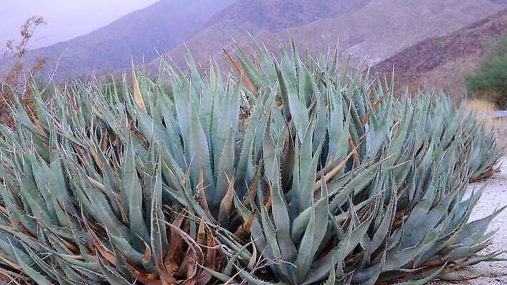 식물 꽃 백그라운드 자연 풍경 사람없음 초록색 개화 황금 닫기 호주 상록수 내추럴 세기 4K MP4 해외동영상 클립영상 컬러 모션 오세아니아 생태계 동영상 파일형식