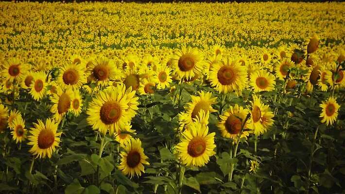 식물 꽃잎 꽃 꽃무늬 밭 농업 자연 하늘 해바라기 씨앗 풍경 사람없음 야외 초록색 파란색 농작물 컬러풀 노란색 맑음 벚꽃 시골 개화 기름 밭일 식용 우크라이나 4K MP4 해외동영상 클립영상 유럽 산업 음식 컬러 무늬 날씨 생태계 동영상 파일형식