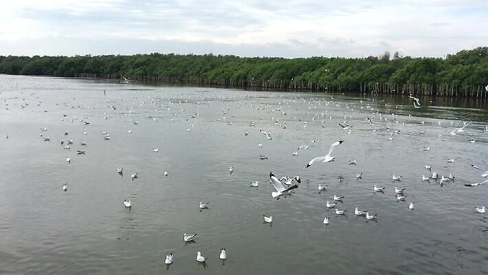 나무 동물 야생동물 바다 백그라운드 겨울 날개 태국 자연 갈매기 조류 하늘 날씨 어류 사람없음 물 파란색 뷰티 자유 흰색 그룹 연도 무료 시베리아 MOV 해외동영상 클립영상 자연요소 식물 계절 아시아 컬러 컨셉 수중동물 생태계 동영상 파일형식