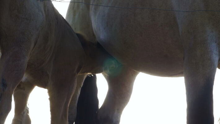 식물 동물 밭 포유류 자연 하늘 서기 잔디 사람없음 햇빛 태양 평화 우유 시골 승마 닫기 핥기 네덜란드 망아지 동물상 4K MOV 해외동영상 클립영상 자연요소 유럽 새끼 스포츠 컨셉 농업 모션 유제품 조형물 말_동물 생태계 동영상 파일형식