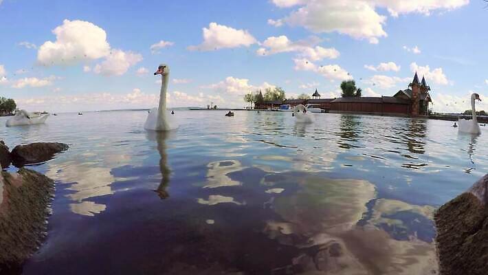 동물 호수 야생동물 자연 조류 하늘 휴가 사람없음 야외 물 반사 평화 검은색 침묵 흰색 연못 황무지 우아함 씻기 순수 깃털 백조 장면 목 헝가리 단아함 벙어리 4K MP4 해외동영상 클립영상 자연요소 컬러 컨셉 신체부위 소리 청결 생태계 동영상 동유럽 파일형식