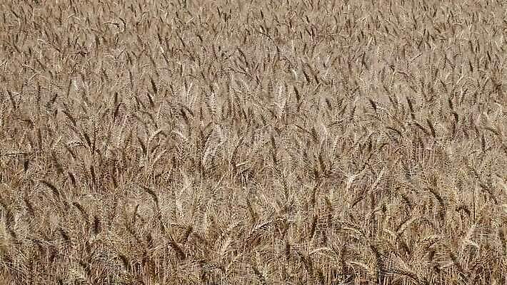 식물 줄기 밭 농업 자연 하늘 바람 씨앗 풍경 초원 사람없음 야외 초록색 여름 파란색 농작물 농장 노란색 환경 수확 성장 재산 황금 닫기 낟알 땅 밀 흔들림 귀 밀짚 내추럴 숙성 호밀 MOV 해외동영상 클립영상 자연요소 계절 산업 컬러 모션 날씨 곡류 신체부위 금융 짚 생태계 동영상 파일형식