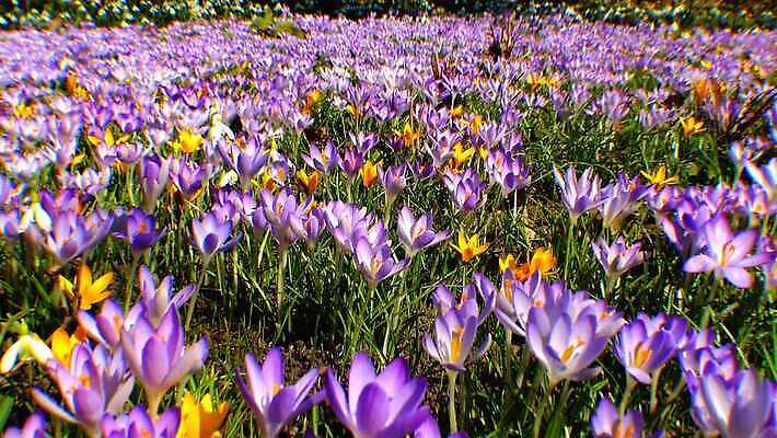 디자인 꽃 야생동물 오렌지 자연 사람없음 파란색 보라색 봄 성장 인사 신선 신용카드 개화 제비꽃 속도 삼림지대 스노드롭 4K MP4 해외동영상 클립영상 식물 동물 계절 컬러 과일 금융 예절 숲 생태계 동영상 파일형식