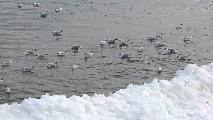 동물 야생동물 바다 백그라운드 겨울 패턴 날개 자연 갈매기 조류 사람없음 야외 물 여름 파란색 뷰티 검은색 자유 흰색 깃털 부리 청어 4K MP4 해외동영상 클립영상 자연요소 계절 컬러 컨셉 무늬 어류 생태계 동영상 파일형식