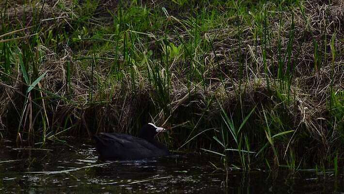 동물 호수 야생동물 백그라운드 자연 조류 오리 사람없음 건물 초록색 물 강 검은색 수영 봄 흰색 나뭇가지 연못 막대기 둥지 깃털 물새 내추럴 유라시아 4K MOV 해외동영상 클립영상 자연요소 나무 건축물 계절 유럽 아시아 컬러 수상스포츠 생태계 동영상 파일형식