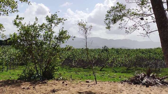 나무 모래 바다 섬 여행 자연 하늘 손바닥 사람없음 물 파란색 강 모래사장 야자수 태양 일몰 탐험 신선 대서양 내추럴 공화국 도미니카공화국 민물 이국적 코스타리카 파라다이스 4K MP4 해외동영상 클립영상 자연요소 식물 손 나라 컬러 노을 남아메리카 중앙아메리카 생태계 동영상 파일형식