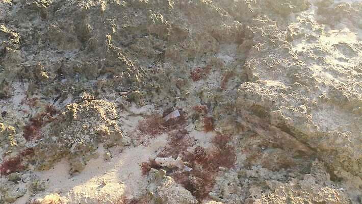 모래 바다 섬 여행 우산 태국 자연 호텔 휴가 등대 파노라마 사람없음 물 태양 파티 여행객 일몰 중앙아메리카 산호 저녁 휴양지 선베드 암초 대서양 도미니카공화국 이국적 파라다이스 포상금 4K MP4 해외동영상 클립영상 자연요소 아시아 돈 의자 숙소 촬영기법 아메리카 사람 이벤트 노을 장소 남아메리카 자포동물 야간 생태계 동영상 파일형식