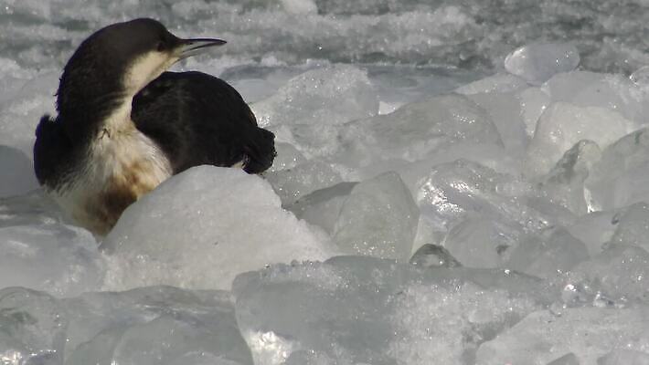동물 유럽 호수 야생동물 바다 백그라운드 날개 자연 갈매기 조류 사람없음 초록색 물 여름 검은색 흰색 잠수부 북극 깃털 부리 청어 4K MP4 해외동영상 클립영상 자연요소 계절 나라 컬러 어류 전문직 극지방 생태계 동영상 파일형식
