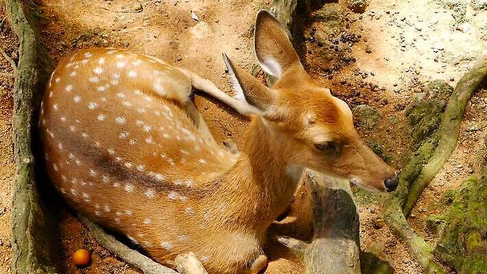 동물 공원 여자 남자 아시아 야생동물 밭 포유류 자연 초식동물 털 뿔 사람없음 야외 태양 갈색 봄 흰색 아기 점 황무지 숲 방목 사파리 뿌리 내추럴 동물상 아기사슴 암사슴 전국 MOV 해외동영상 클립영상 자연요소 계절 공공시설 나라 새끼 컬러 농업 사슴 사람 조형물 축산업 암컷 생태계 동영상 파일형식