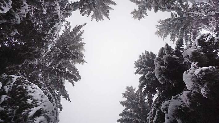 나무 식물 공원 도로 길 여행 겨울 자연 날씨 풍경 사람없음 야외 목재 초록색 환경 냉동 얼음 산책 추위 안개 흰색 나뭇가지 황무지 숲 서리 러시아 흐림 내추럴 방법 뿌연 생태학 시베리아 눈내림 4K MP4 해외동영상 클립영상 자연요소 계절 공공시설 교육 유럽 컬러 재료 교통시설 휴식 눈_날씨 생태계 동영상 파일형식