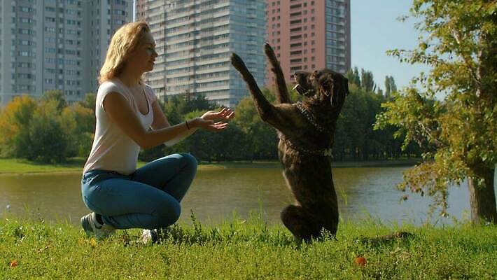 동물 공원 여자 행복 호수 휴식 함께함 사랑 한명 사람 야외 초록색 친구 반려동물 귀여움 만지기 개 만족 주인 송곳니 내추럴 돌봄 복종 충실 타격 4K MOV 해외동영상 슬로모션 클립영상 1 공공시설 감정 컬러 컨셉 포유류 관계 모션 촬영기법 치아 동영상 파일형식