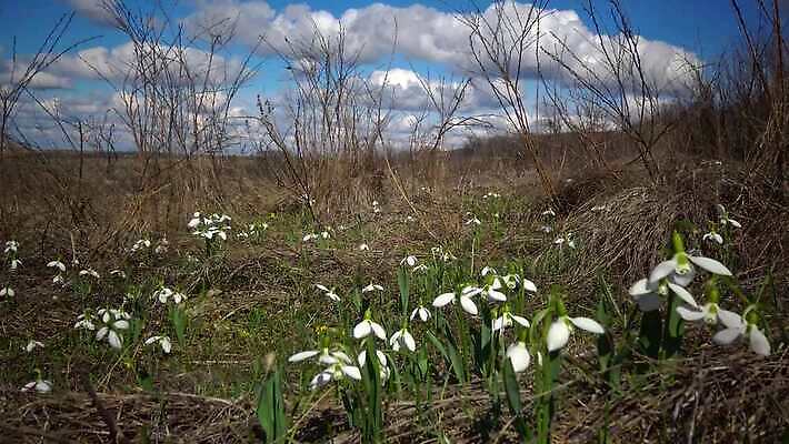 식물 꽃 야생동물 꽃무늬 자연 사람없음 초록색 봄 벚꽃 흰색 개화 허브 스노드롭 헌병 4K MP4 해외동영상 클립영상 동물 계절 컬러 무늬 군인 생태계 동영상 파일형식