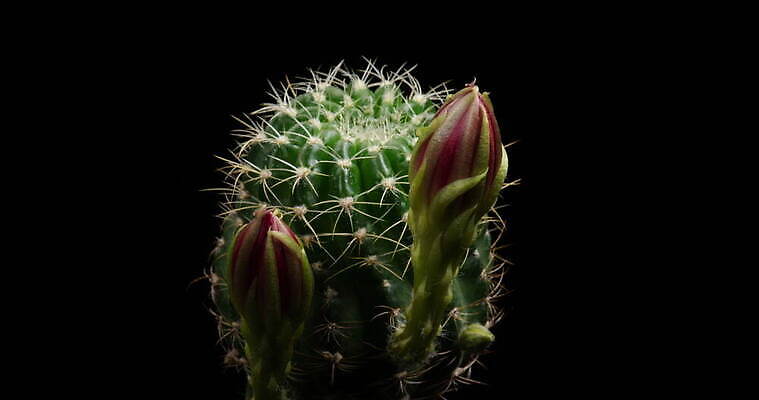 식물 계절 꽃잎 꽃 컬러 꽃다발 꽃무늬 모션 선인장 사람없음 장식 가로 컬러풀 봄 펼침 성장 신선 오픈 개화 변화 속도 원예 동영상 생존 4K 타임랩스 MOV 해외동영상 클립영상 컨셉 무늬 촬영기법 취미 파일형식