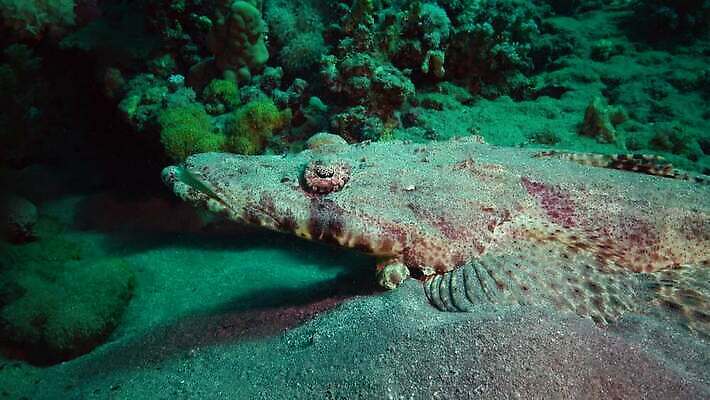 동물 야생동물 바다 컬러 이집트 어류 사람없음 물 컬러풀 바닷속 수중 수중동물 산호 산호초 다이빙 스쿠버다이빙 소금 암초 홍해 해파리 깊이 생태학 이국적 4K MP4 해외동영상 클립영상 자연요소 교육 아프리카 수영 수상스포츠 수중식물 자포동물 동영상 수중스포츠 파일형식