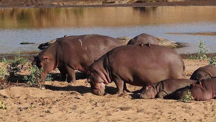 동물 야생동물 신체 포유류 아프리카 초식동물 사람없음 야외 환경 입 황무지 보호 위험 큼 사파리 하마 서식지 남쪽 내추럴 남아프리카 생태학 총구 크루거 MOV 해외동영상 클립영상 교육 나라 컨셉 신체부위 크기 방향 동영상 남아프리카공화국 파일형식