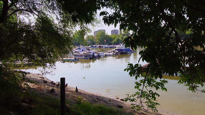 나무 호수 자연 오리 사람없음 물 강 갈색 항구 만 보트 나룻배 진흙 대야 포트 부둣가 다뉴브강 세르비아 4K MOV 해외동영상 클립영상 자연요소 식물 컬러 배_교통 교통시설 조류 생태계 동영상 파일형식