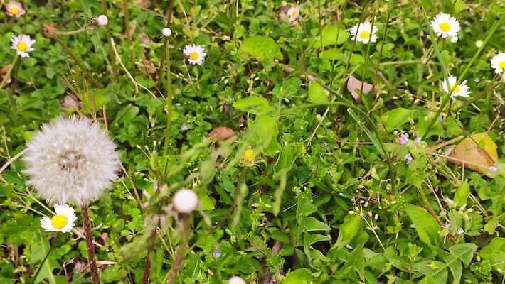 식물 계절 꽃잎 꽃 유럽 야생동물 컬러 백그라운드 잎 꽃무늬 밭 농업 자연 바람 씨앗 초원 사람없음 야외 가로 초록색 여름 햇빛 노란색 환경 정원 맑음 봄 들꽃 성장 벚꽃 흰색 시골 신선 잡초 수분 민들레 벌 내추럴 4K MP4 해외동영상 클립영상 자연요소 동물 나라 산업 곤충 무늬 날씨 태양 생태계 동영상 파일형식