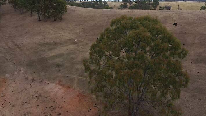 나무 구름 호수 음료 음식 모래 여행 농업 자연 조류 하늘 날씨 오리 건조 안테나 풍경 사람없음 야외 초록색 물 파란색 농장 갈색 환경 계곡 가축 마시기 소 호주 군중 숲 댐 땅 언덕 가뭄 동영상 드론 밭일 4K MP4 해외동영상 클립영상 자연요소 식물 동물 공공시설 산업 컬러 통신 포유류 모션 사람 오세아니아 생태계 파일형식