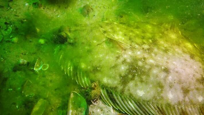 동물 유럽 야생동물 바다 자연 낚시 생물 어류 사람없음 바닷속 수중 수중동물 젖음 흰색 신선 해산물 생태계 동물상 생식 생태학 소금물 4K 수중영상 MP4 해외동영상 클립영상 교육 나라 컬러 레저 조형물 동영상 파일형식