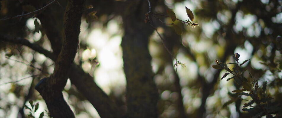 나무 공원 백그라운드 잎 자연 사람없음 초록색 햇빛 정원 나뭇가지 닫기 숲 보케 부드러움 블러효과 4K MOV 해외동영상 슬로모션 클립영상 식물 공공시설 컬러 모션 촬영기법 태양 감각 생태계 동영상 블러 파일형식 효과