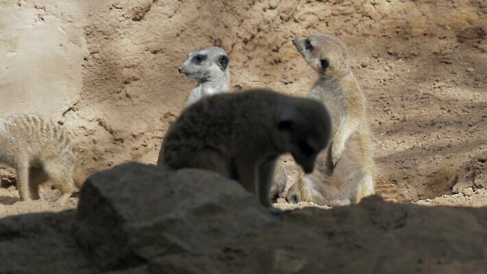 동물 응시 얼굴 야생동물 모래 포유류 가족 포옹 자연 털 동물원 서기 경비 앉기 사람없음 갈색 사막 잠 그룹 황무지 스페인 군중 작음 사파리 손목시계 경보 미어캣 발렌시아 4K MOV 해외동영상 클립영상 시선 유럽 시계 컬러 장신구 관계 안기 모션 안전 사람 신체부위 보호 크기 생태계 동영상 파일형식