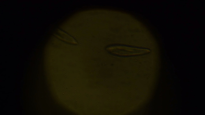 식물 동물 교육 바다 과학 세포 현미경 사람없음 물 약 견본 연못 실험실 생물학 미생물 원시시대 박테리아 기생충 동물상 민물 분할 MOV 해외동영상 클립영상 자연요소 의학 생물 실험기구 실험 조형물 역사 바이러스 동영상 파일형식