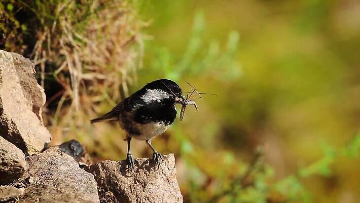 동물 유럽 야생동물 곤충 자연 조류 사람없음 프랑스 먹기 수유 MOV 해외동영상 클립영상 나라 모션 생태계 동영상 파일형식