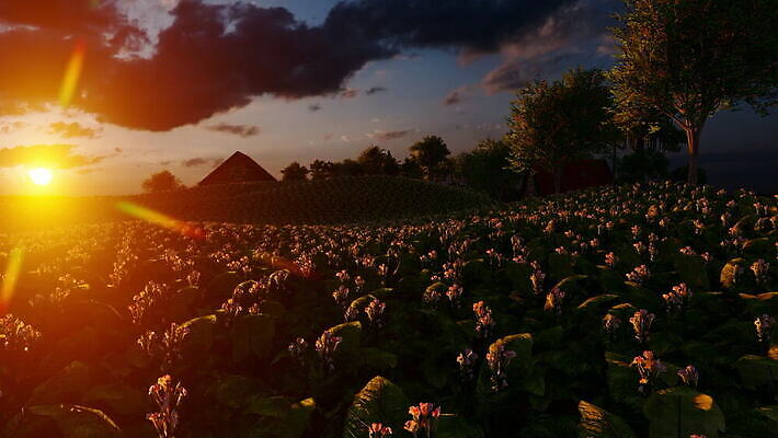 식물 꽃 백그라운드 잎 밭 농업 자연 하늘 담배 건강 사람없음 초록색 농작물 농장 농경지 정원 수확 성장 벚꽃 시골 신선 땅 유기농 중독 니코틴 줄서기 세련 MOV 해외동영상 클립영상 웰빙 산업 컬러 모션 생태계 동영상 파일형식