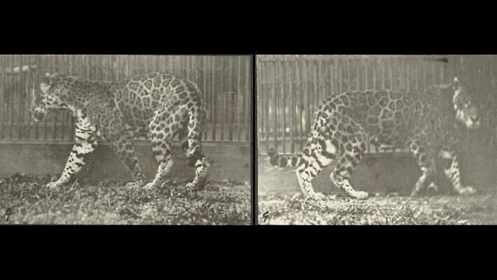 동물 모션 흑백 사람없음 걷기 고양이 수확 클래식 애니메이션 옛날 재규어 MOV 해외동영상 클립영상 컨셉 농업 포유류 촬영기법 반려동물 동영상 파일형식