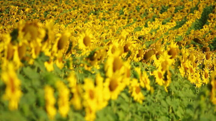 식물 계절 꽃잎 꽃 산업 문화 지구 잎 꽃무늬 밭 농업 오렌지 자연 하늘 해바라기 씨앗 풍경 초원 사람없음 초록색 파란색 컬러풀 햇빛 태양 농장 노란색 활발 성장 벚꽃 시골 원형 개화 기름 장면 내추럴 MOV 해외동영상 클립영상 자연요소 도형 음식 컬러 컨셉 무늬 과일 생태계 동영상 파일형식