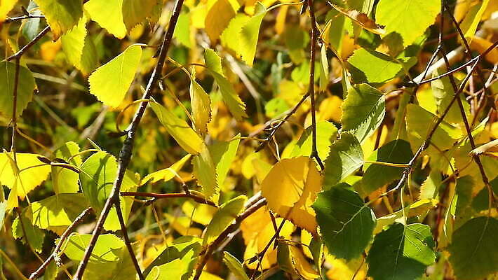 나무 식물 계절 공원 컬러 백그라운드 잎 패턴 오렌지 자연 추상 건조 사람없음 야외 빨간색 초록색 빛 컬러풀 햇빛 태양 노란색 환경 맑음 활발 광선 가을 나뭇가지 황금 숲 질감 보케 파열 내추럴 MOV 해외동영상 슬로모션 클립영상 자연요소 공공시설 컨셉 무늬 과일 날씨 촬영기법 생태계 동영상 파일형식