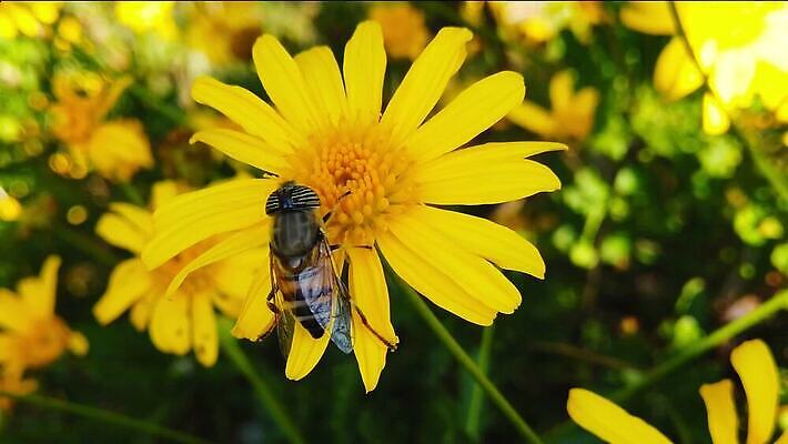 동물 꽃 곤충 잎 모션 자연 사람없음 초록색 노란색 걷기 줄무늬 황금 닫기 벌 수집 먹기 관목 묘사 속도 데이지 보케 꽃가루 상록수 느림 블러효과 수유 MP4 해외동영상 클립영상 나무 식물 컬러 무늬 가루 생태계 동영상 블러 파일형식 효과