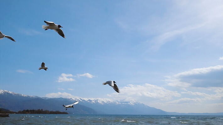 동물 실루엣 야생동물 파도 바다 포즈 백그라운드 날개 자연 갈매기 조류 하늘 사람없음 가로 물 파란색 일몰 펼침 자유 흰색 비행 잡기 서핑 승차 탈출 깃털 속도 검색 사냥 내추럴 무료 수평선 플로리다 4K MOV 해외동영상 클립영상 자연요소 컬러 컨셉 모션 촬영기법 노을 미국 수상스포츠 생태계 동영상 파일형식